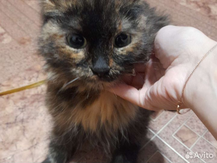 Кошки бесплатно