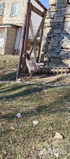 Гергебильские куры