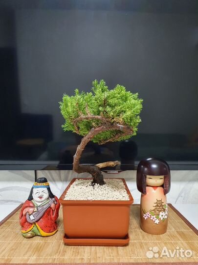 Бонсай из можжевельника