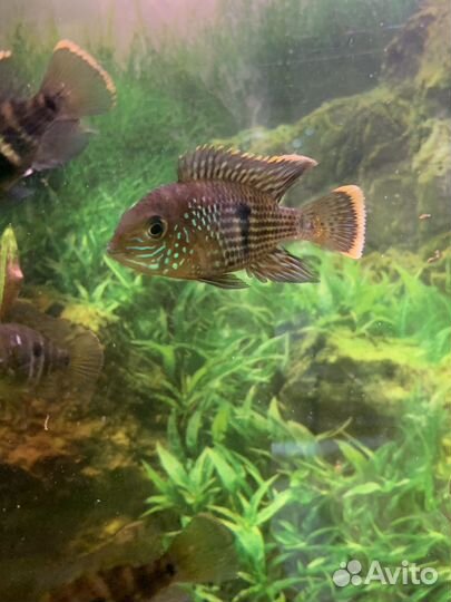 Продам малька акары бирюзовой