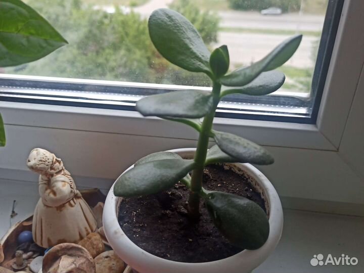 Толстянка(денежное дерево)