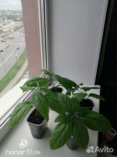 Клеродендрум госпожи Томпсон