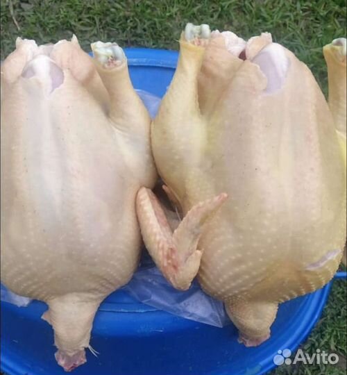 Курица бройлер