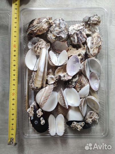 Морские ракушки раковины