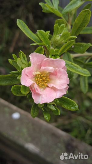 Бирючина, лапчатка розовая