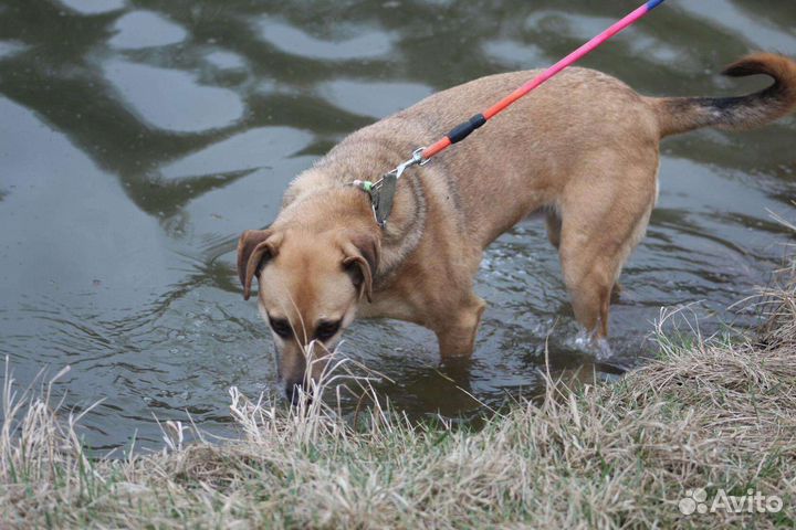 В добрые руки