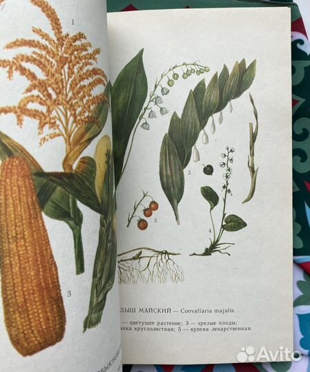 Лекарственные растения Среднего Поволжья