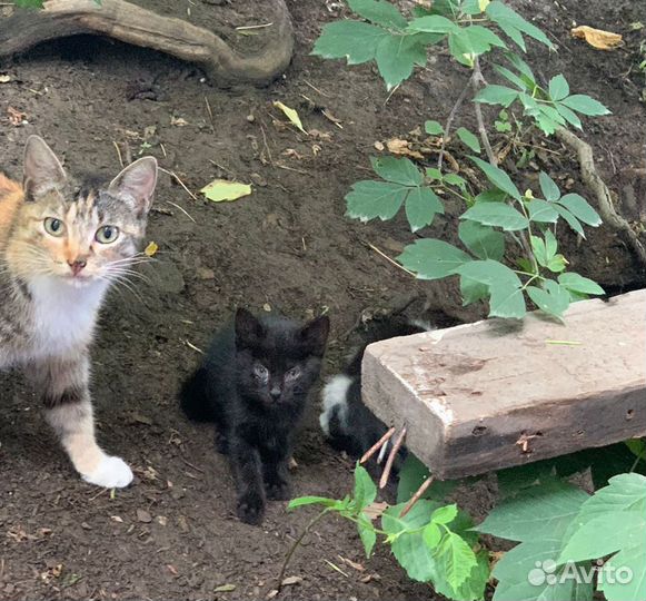 Заберите котят в добрые руки