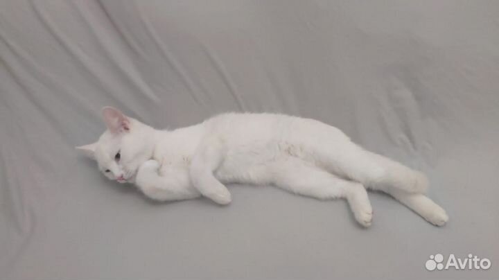 Абсолютно белая молодая кошка в дар