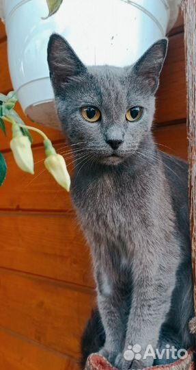 Кошечка Шелли преданная