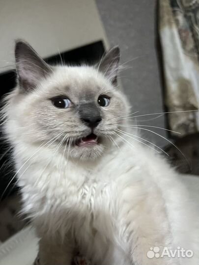 Котик регдолл