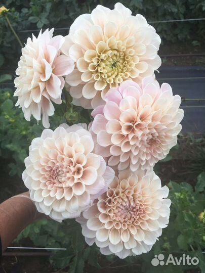 Клубни сортовых георгин