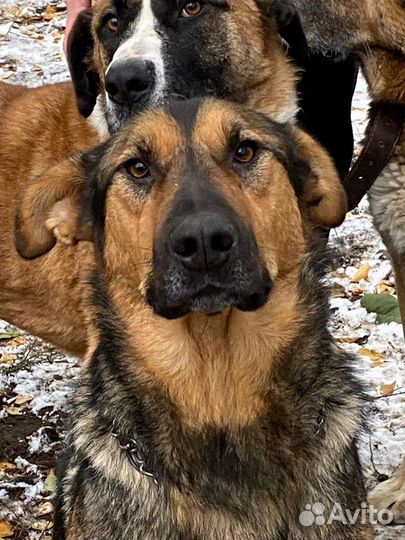 Буран в добрые руки