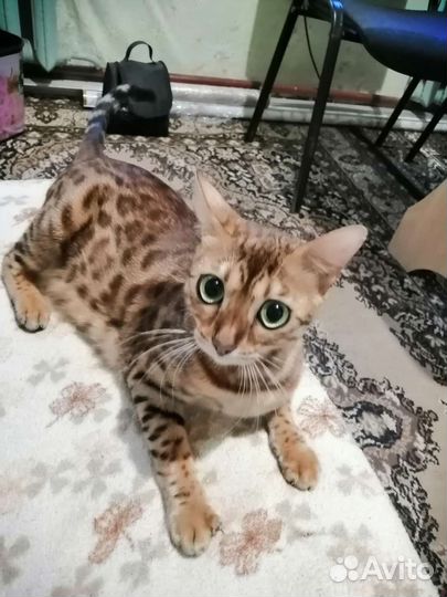 Бенгальская