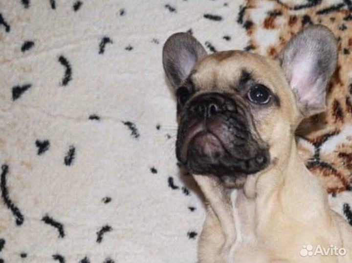 Французский бульдог щенки разных окрасов