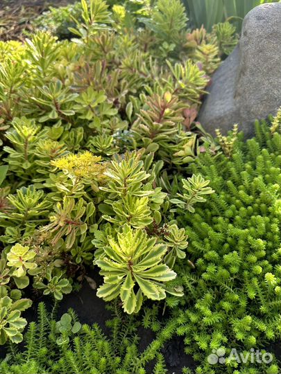 Очитки (седумы) разные