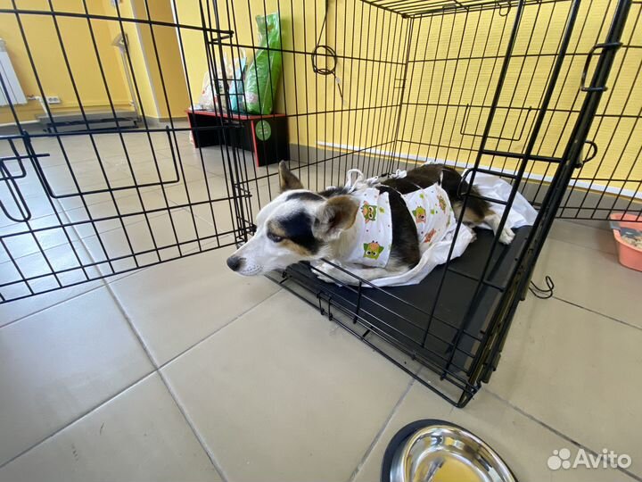 Кастрация,Стерилизация,Вакцинация кошек и собак