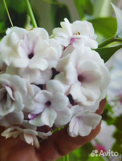 Клеродендрумы сортовые