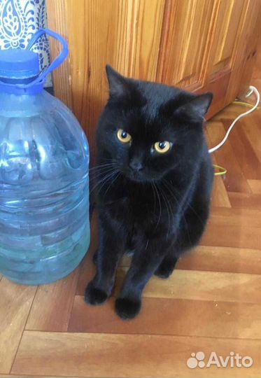 Молодой котик