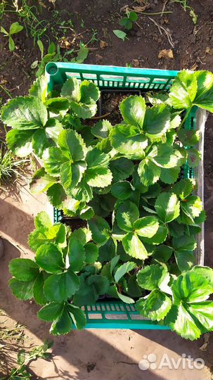 Саженцы клубники