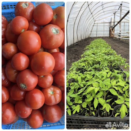 Рассада помидор, баклажан, перца. Рассада цветов