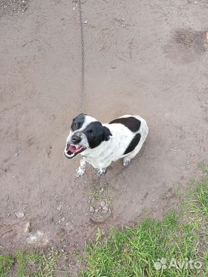 Двортерьер