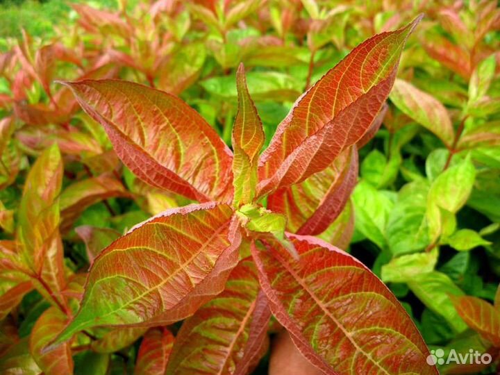 Вейгела Вингс оф фаер