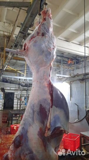 Мясо говядина в полутушах