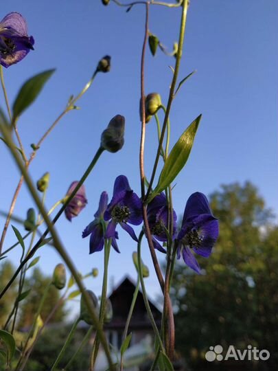 Многолетнее вьющееся растение