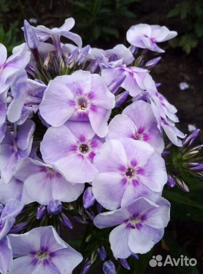 Флоксы (саженцы)