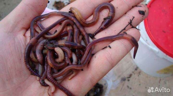 Черви для рыбалки