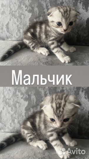 Шотландские котята