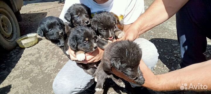 Собака в добрые руки отдам бесплатно