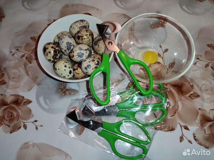 Ножницы для перепелиных яиц, яйцо