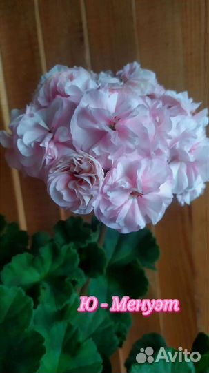 Герань пеларгония