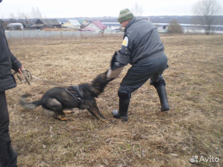 Дрессировка собак