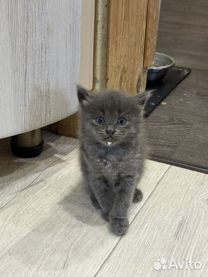 Сибирский котик