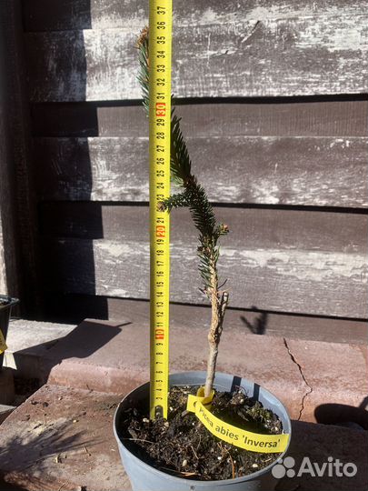 Ель Инверса,Круэнта