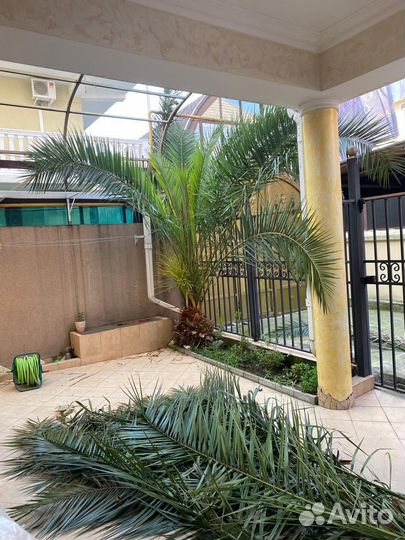 Финиковая пальма