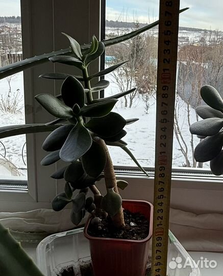 Сукуленты, традесканция