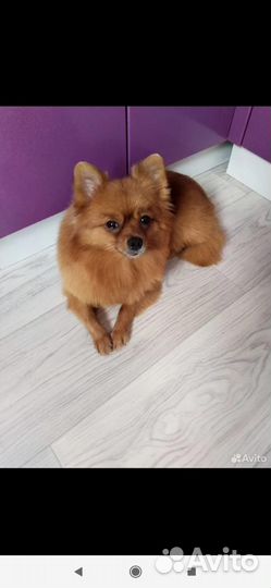 Малый немецкий шпиц щенки