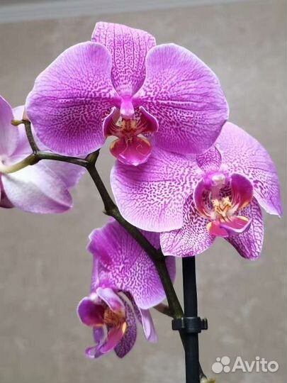Орхидея
