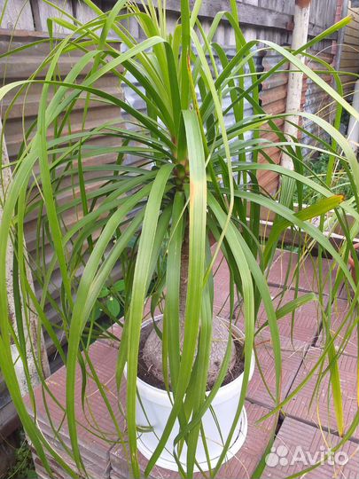 Нолина пальма большая очень торг