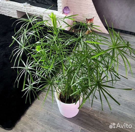 Циперус папирус