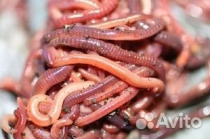 Живая наживка (Червь)