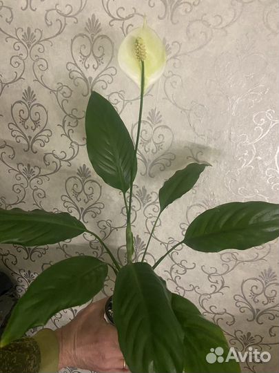 Фиалка.детка