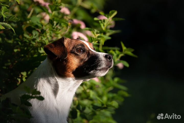Вязка кобель Джек Рассел терьер