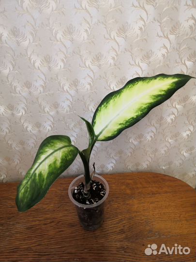 Диффенбахия Камилла