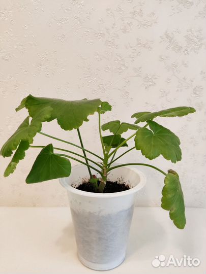 Герань пеларгония