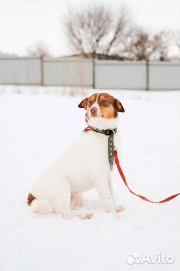 Собака компаньон Фрося ищет дом